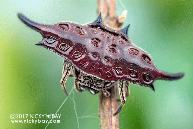 Spiny orb weaver (Gasteracantha sp.) - DSC_5133_uv
