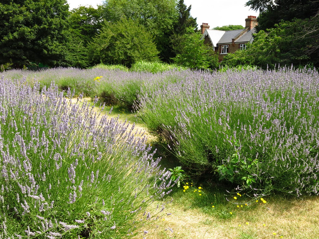 Vauxhall Park Lavender Garden