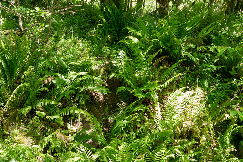A superb display of Male Ferns close to East Creech.