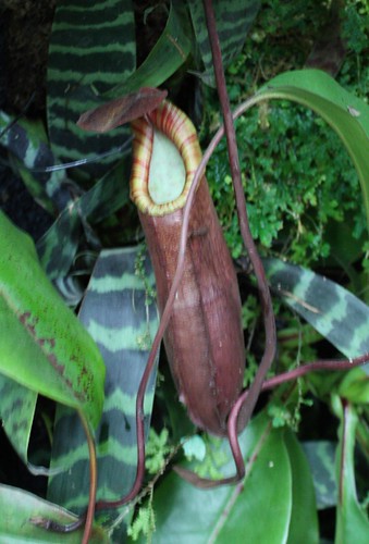 nepenthes_noid