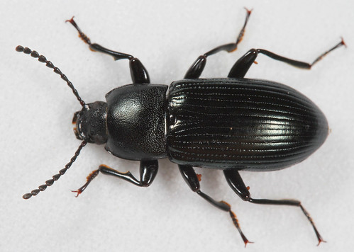 insect beetle coleoptera tenebrioninae centronopus darklingbeetle northcarolina piedmont canonefs60mmf28macrousm centronopuscalcaratus