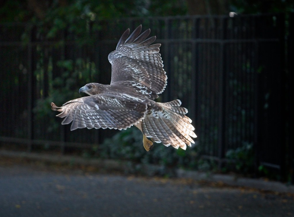 Tompkins fledgling #1