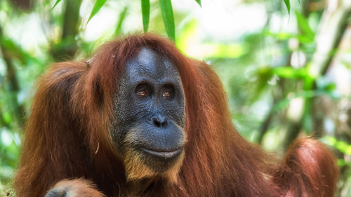 orangutan sumatra indonesia jungle