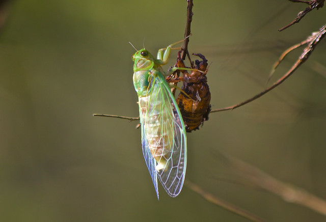 Cicada