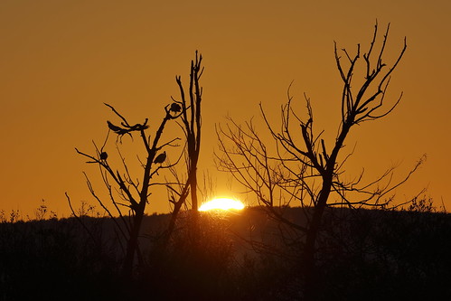 ballarat victoria australia lakewendouree lake winter sun sunrise ibis australianwhiteibis whiteibis poplars