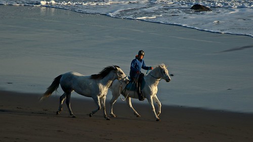 oakura beachlife horses rider sunrise