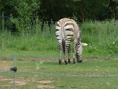 Zoo de Lyon - zebra - Photo of Lyon 3e Arrondissement