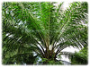 Elaeis guineensis (Palm Oil, African Oil Palm, Kelapa Sawit in Malay)