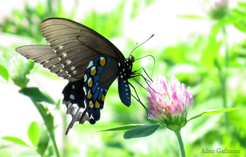 sextoncreekwetlands butterfly