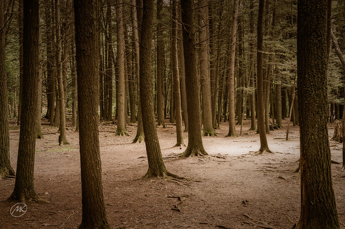 woods trees sepia forrest landscape