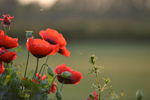 poppies poppy sunset glow red wildflower