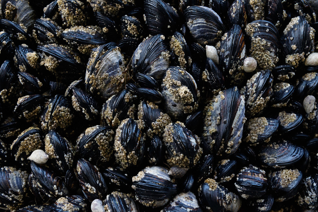 A dense bed of mussels in a tide pool at Rialto Beach