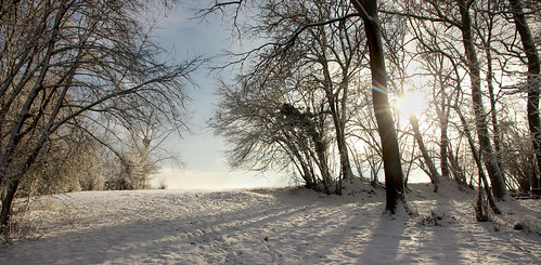 snow messancy belgique belgium soleil matin morning champs fields arbre ciel bleu nature landscape paysage ombre shadow neige