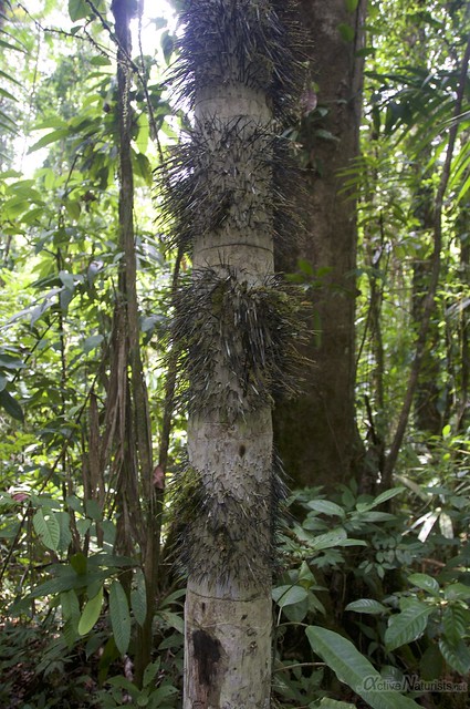 spiny tree 0001 Corcovado, Osa peninsula, Costa Rica