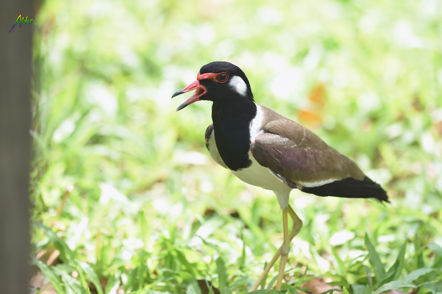 Red-wattled_Lapwing_1379