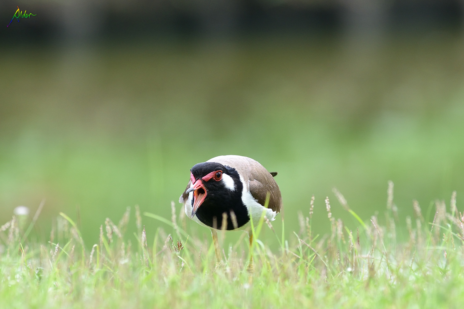 Red-wattled_Lapwing_0636