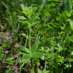 Galium latifolium