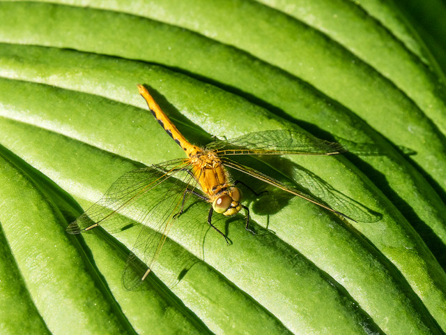 Meadowhawk dragonfly