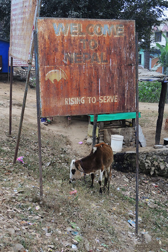 frontière mahendranagar nepal pancarte vaches