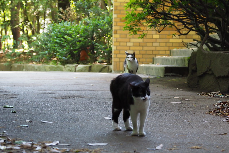 東池袋中央公園の猫。黒白八割れに乗っかっているような白キジブチ