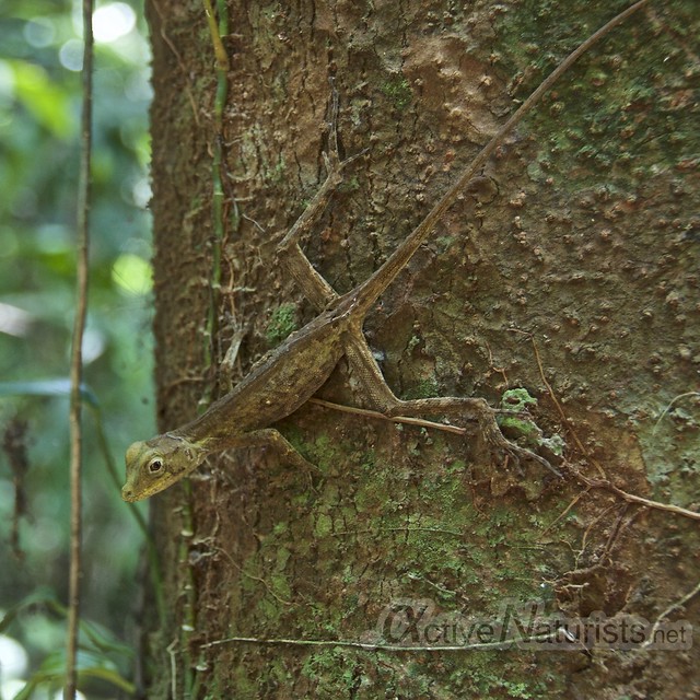 tree lizard 0001 Corcovado, Osa peninsula, Costa Rica