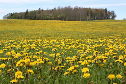milton pei canada dandelions field springvale