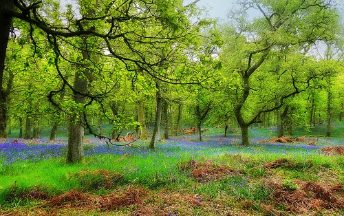 ericrobbniven scotland bluebells woods woodland kinclaven perthshire landscape spring springwatch
