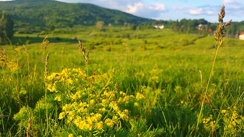 meadow perrenialflowers wildflower sunsetlight laptelecucului