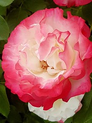 Rose - Photo of Biville-la-Rivière