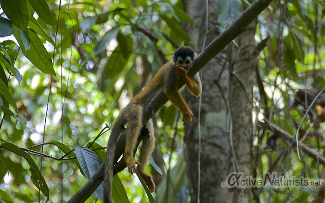 squirrel monkey 0004 Corcovado, Osa peninsula, Costa Rica