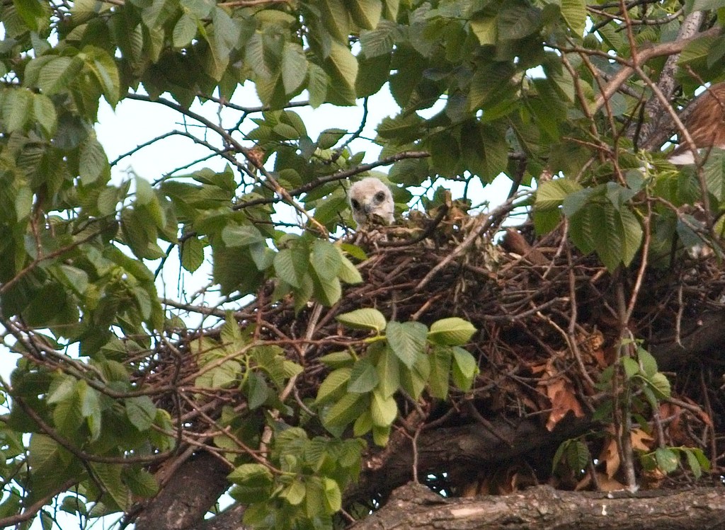 Red-tail nestling