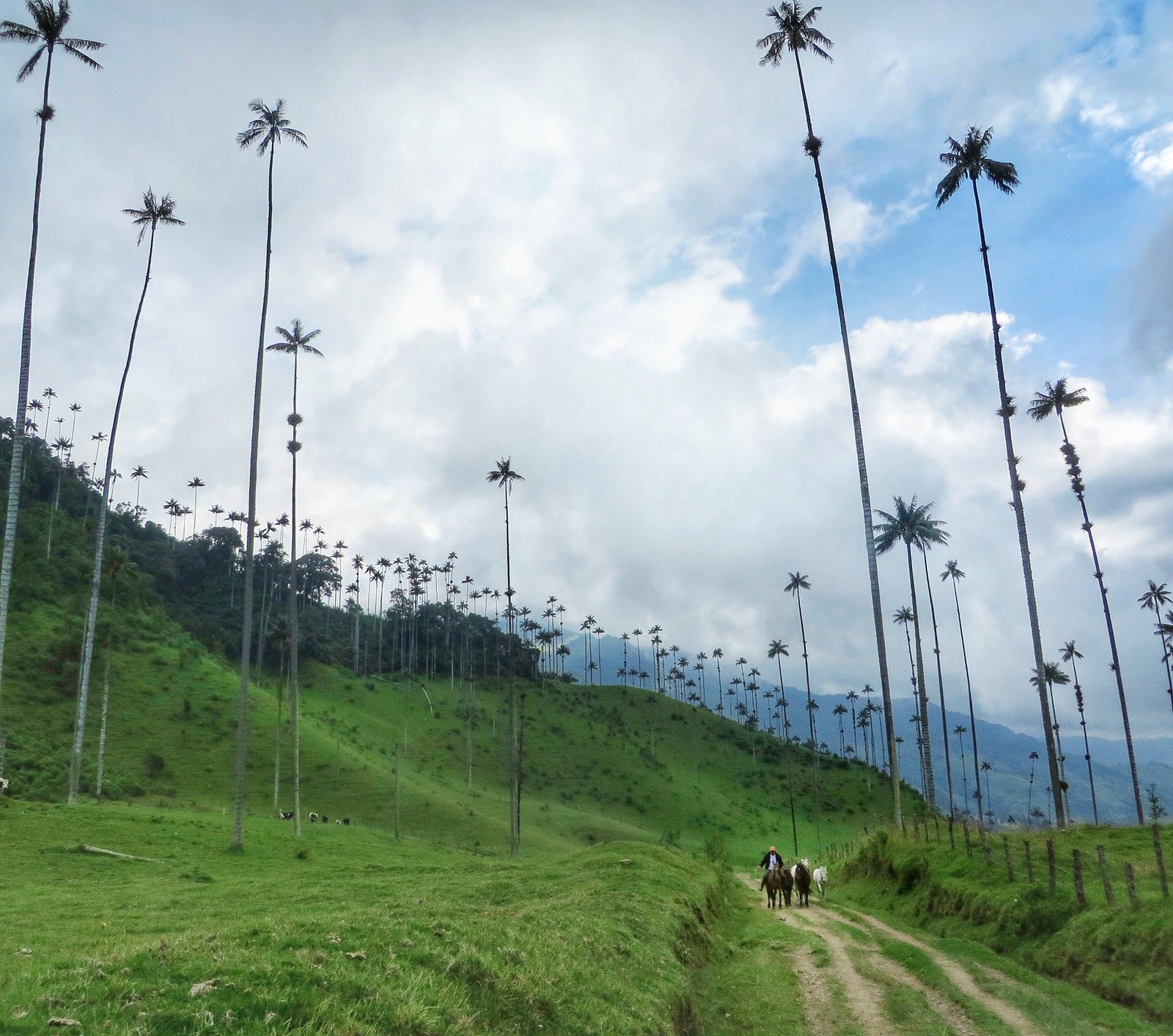 Tall trees in Valle de Cocora near Salento, Colombia