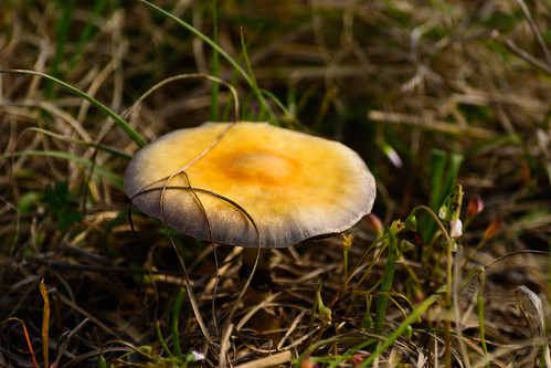 mushroom toadstool fungus grass pasture normangee tx texas d7100 nikon