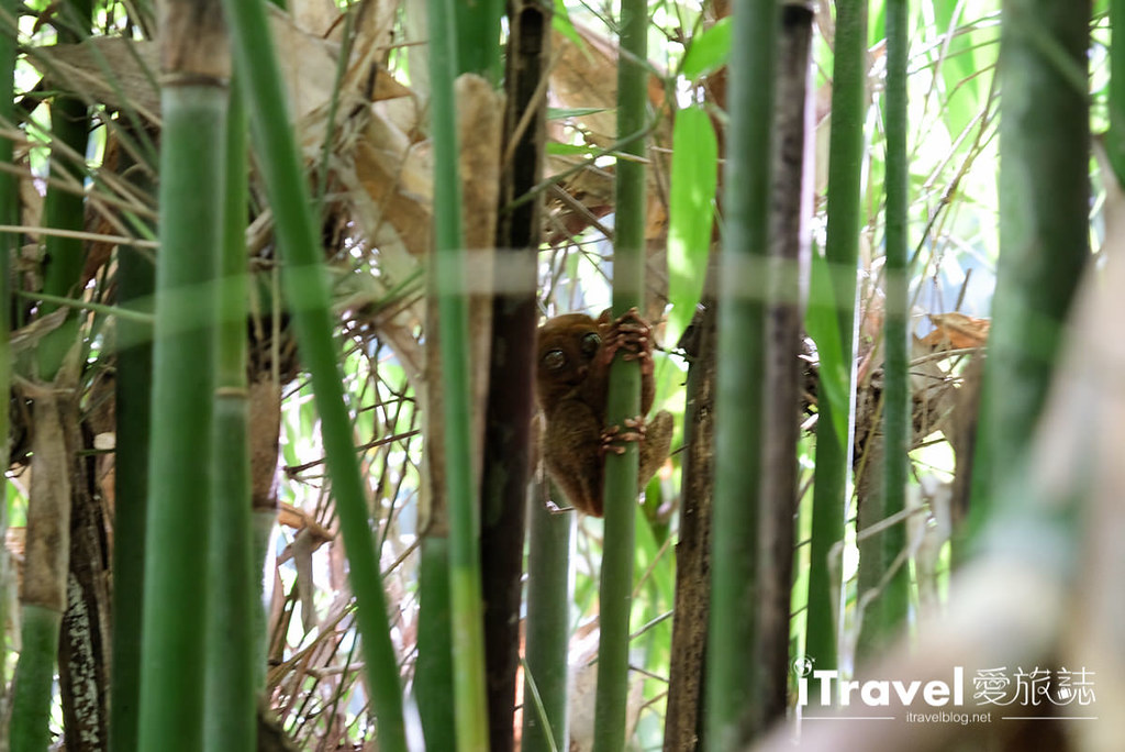 菲律宾薄荷岛眼镜猴保育中心 Tarsier Sanctuary (11)