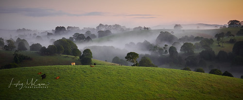 cattle land field trees mist rolling cows bullock farm fog sunrise breath taking landscapes