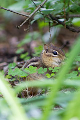 Chipmunk in the Woods