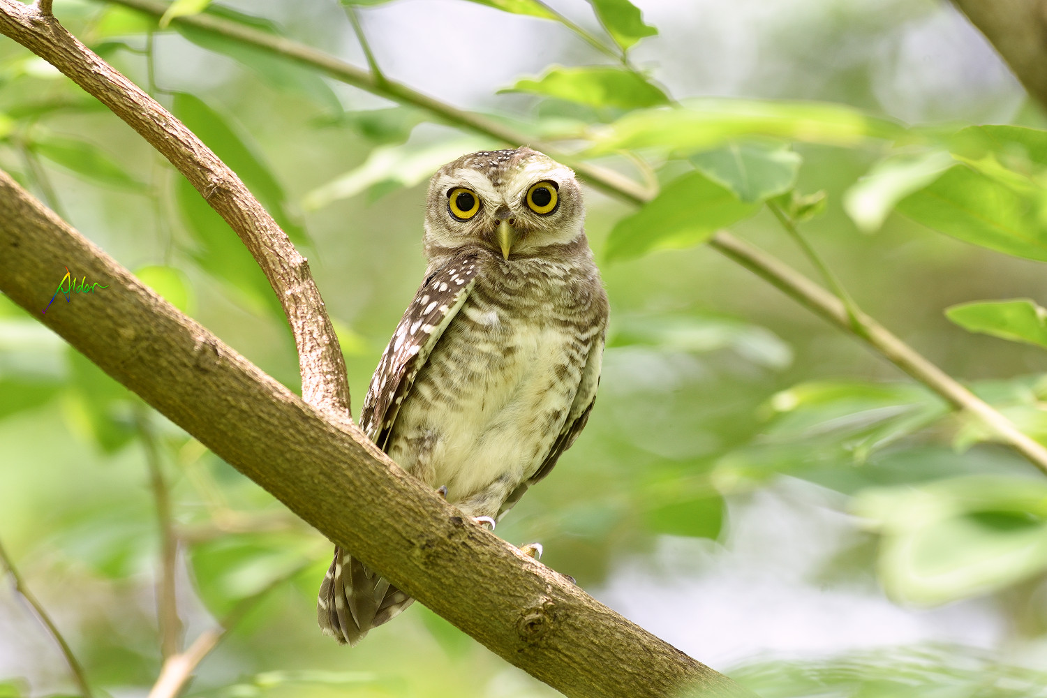 Spotted_Owlet_8539