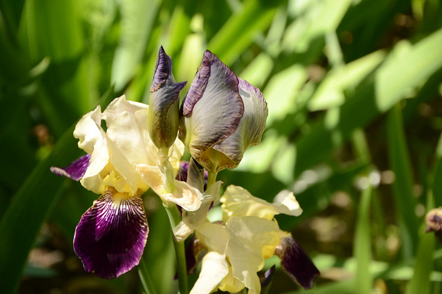 Iris 'Salonique' - Flora [identification] 34060467763_65b1c91350_z