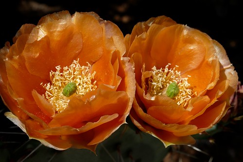 arizona cactaceae cactus flower opuntia
