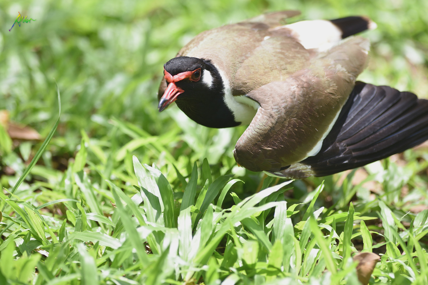 Red-wattled_Lapwing_1389
