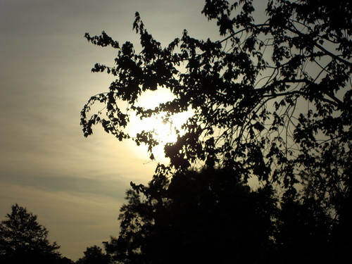 lumberton nc northcarolina robesoncounty outdoors outside plant nature natural tree trees morning morningsun sunrise sky silhouette foliage leaves branches treelimbs