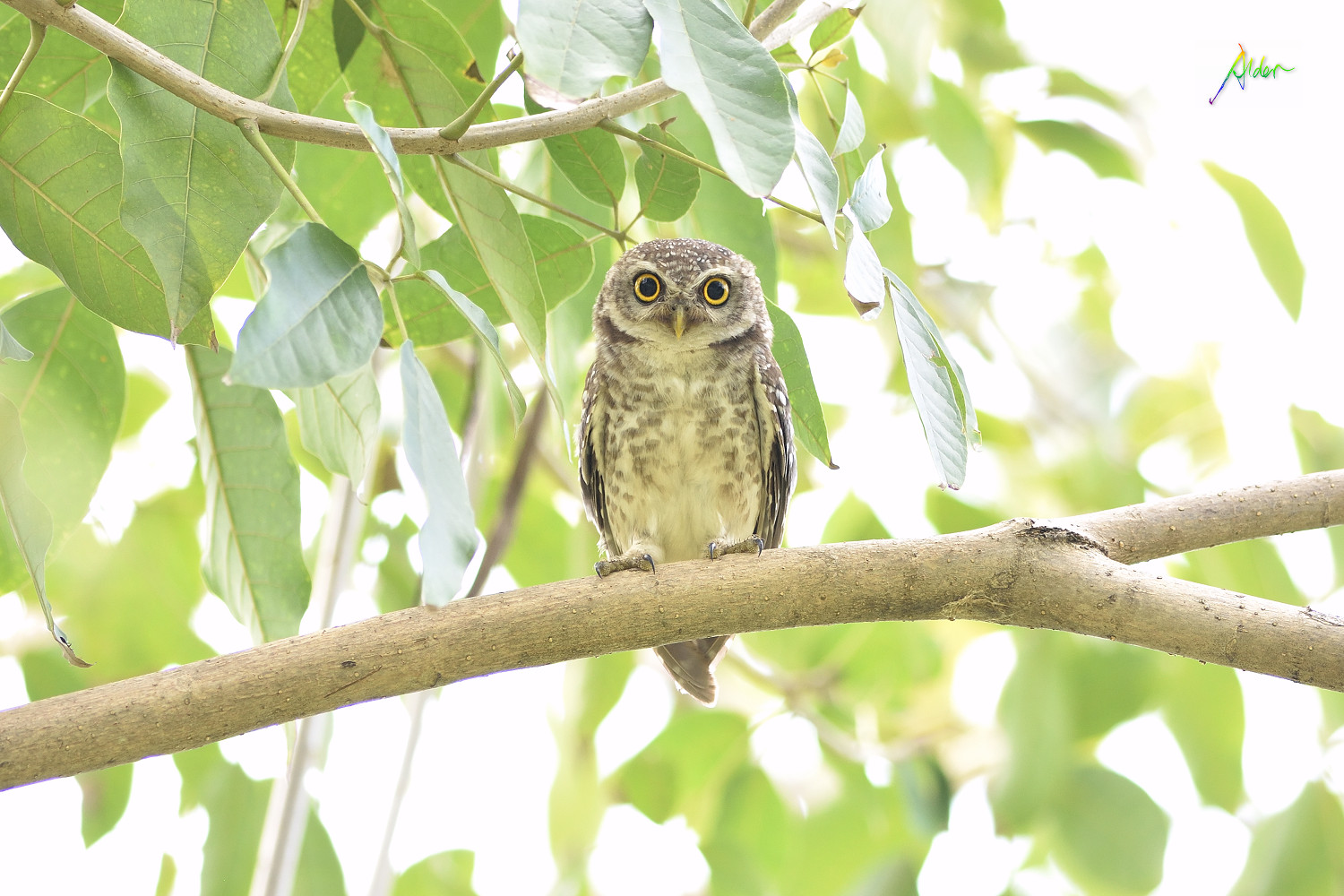 Spotted_Owlet_0813