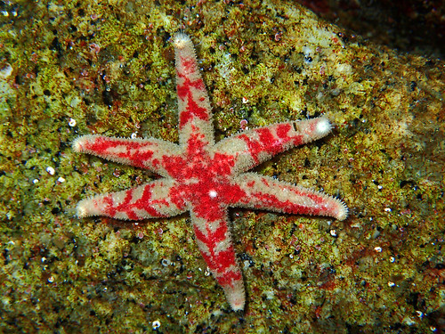 Leptasterias aequalis (Carmel Point)