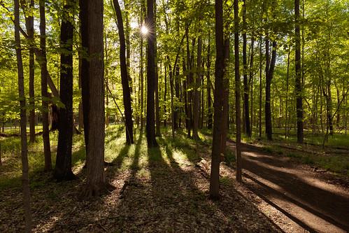 brecksvillereservation clevelandmetroparks cuyahogavalleynationalpark landscape ohio park spring sun sunlight trail trees