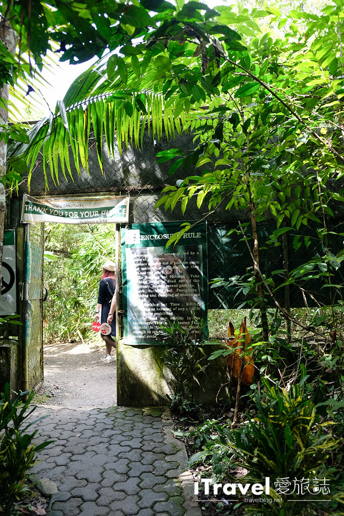 菲律宾薄荷岛眼镜猴保育中心 Tarsier Sanctuary (8)