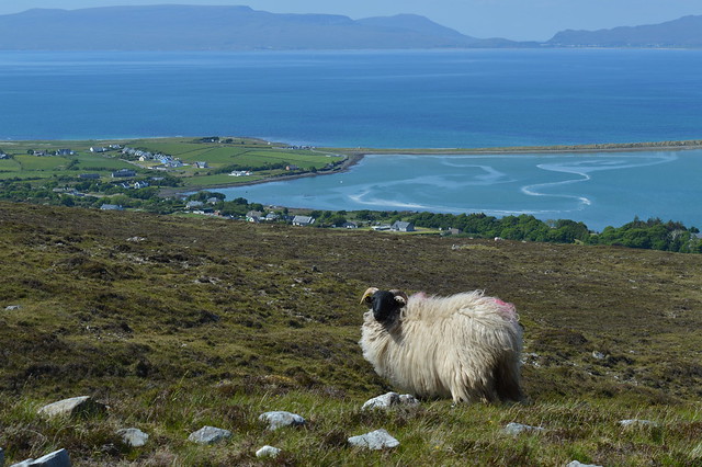 Sheep at Croagh Patrick, Co. Mayo, Ireland
