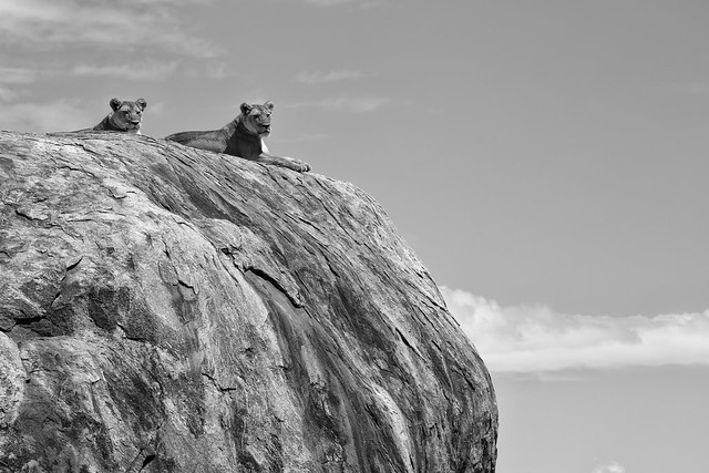 Gazing Outward - Lion Rock