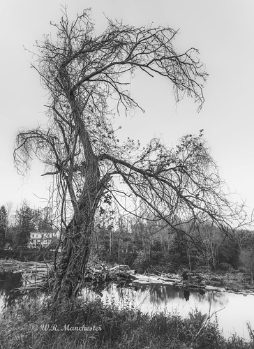 catskill newyork unitedstates us availablelight blackwhite canon canonllenses eos ef 1740l llenses landscape light longexposure hoyacpl manfrotto monochrome water woods wideangle moody trees tree gps geotag grass 5dsr hoyand8