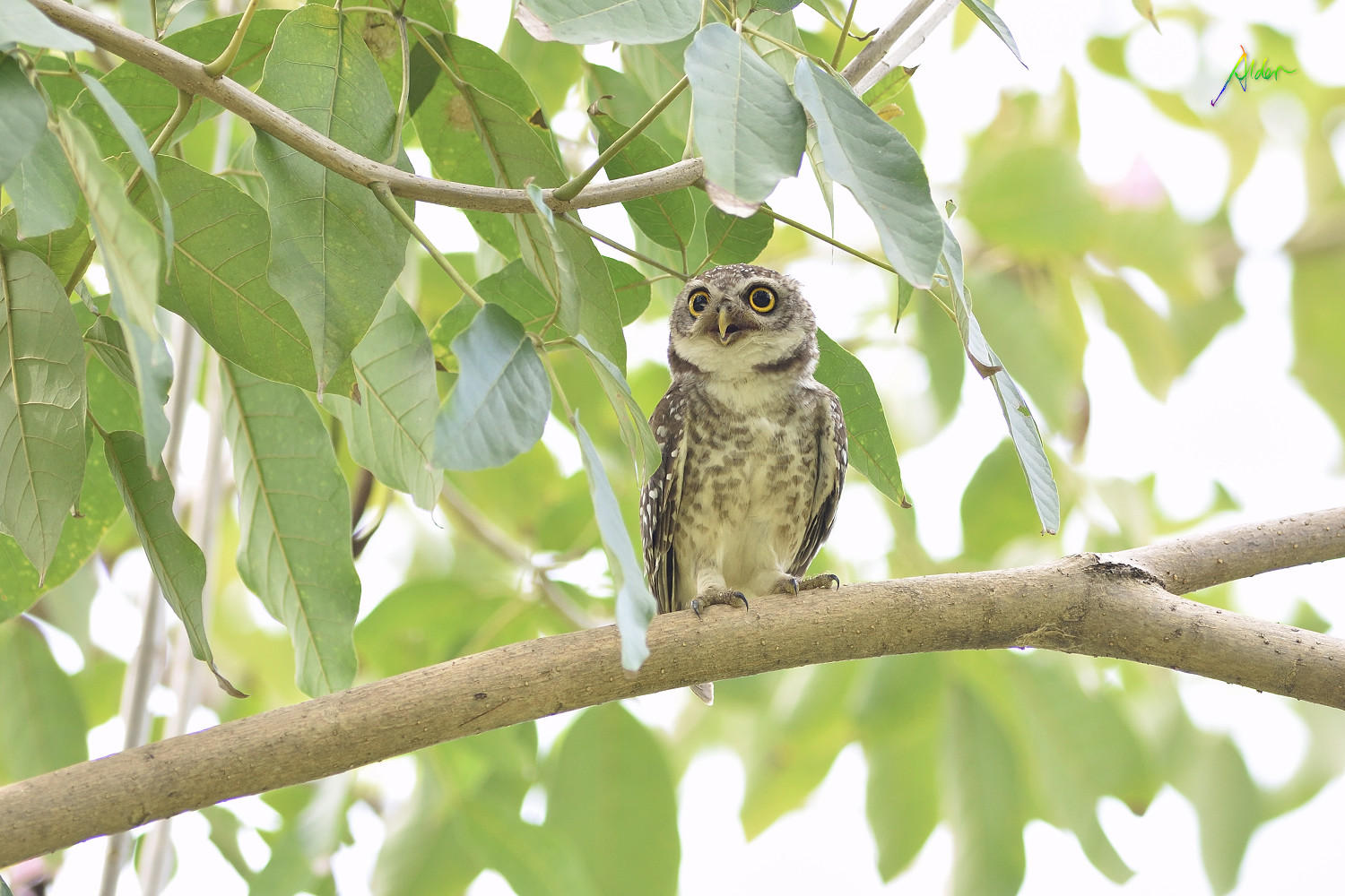 Spotted_Owlet_0798