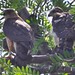 Cooper's Hawks, adult and chick, Sunningdale NE, Albquerque, NM (c) 2017 by mark justice hinton